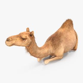 Camel Sitting Pose